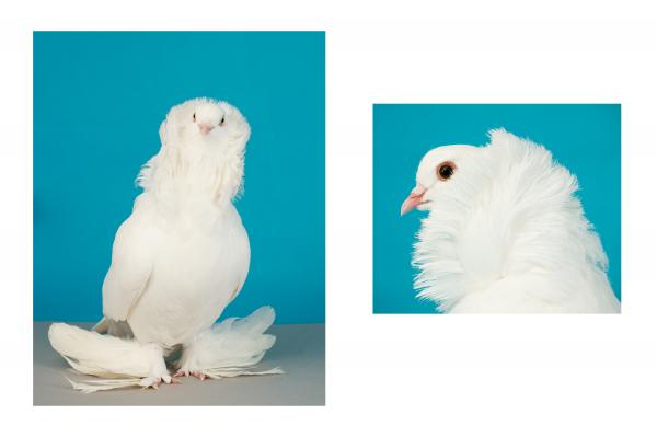 Hannah Walsh, Fancier: Saint diptych, 2012